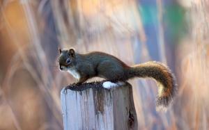 Little squirrel on a tree stump, blurred background wallpaper thumb