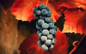 Black Grapes and Red Leaves wallpaper thumb