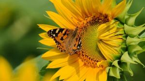 *** Butterfly On Sunflower *** wallpaper thumb