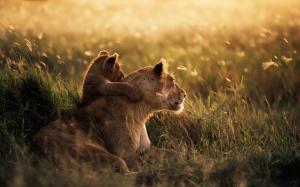 The grasslands lion at sunset wallpaper thumb
