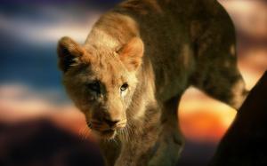 Lion Cub wallpaper thumb
