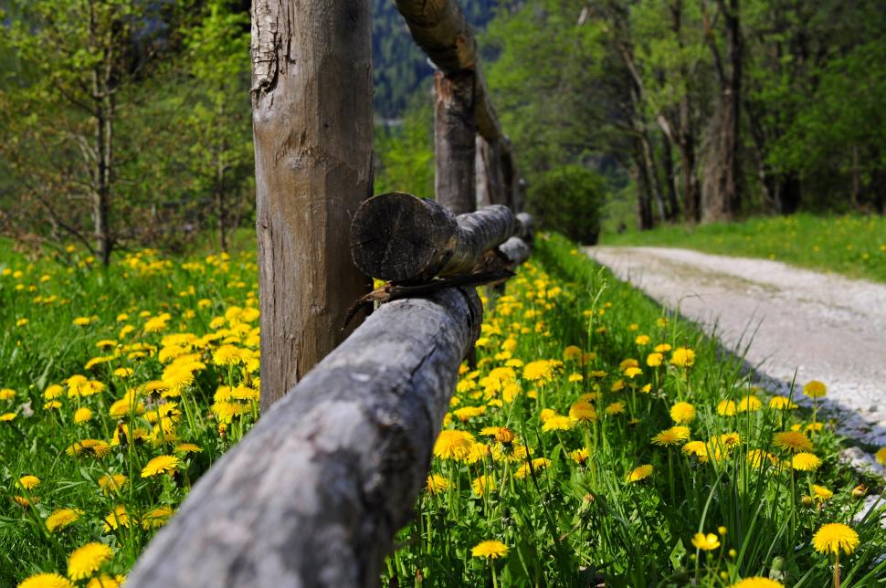 Flowers and road wallpaper,Nature HD wallpaper,grass HD wallpaper,flowers HD wallpaper,spring HD wallpaper,forest HD wallpaper,park HD wallpaper,trees HD wallpaper,road HD wallpaper,PATH HD wallpaper,walk HD wallpaper,4288x2848 wallpaper