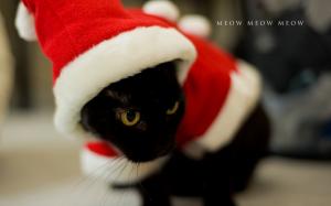 Cat Christmas Meow HD wallpaper thumb