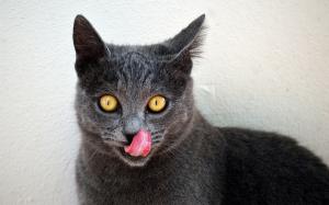 Black cat, tongue, yellow eyes wallpaper thumb