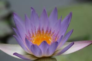 Lotus, Purple Flowers, Close Up, Summer wallpaper thumb