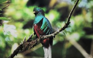 Quetzal Bird wallpaper thumb