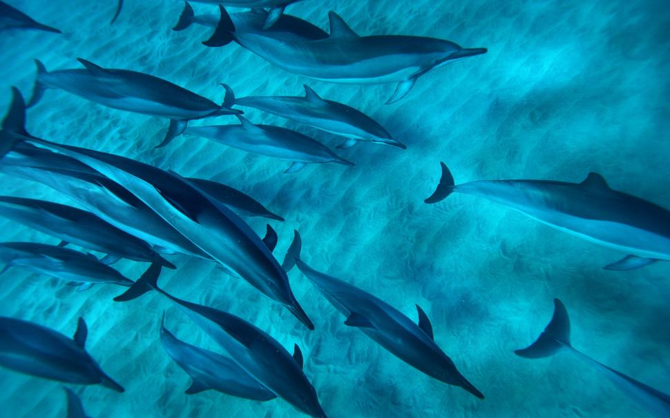 Hawaiian spinner dolphins, United States, the blue sea wallpaper,Hawaiian HD wallpaper,Spinner HD wallpaper,Dolphins HD wallpaper,United HD wallpaper,States HD wallpaper,Blue HD wallpaper,Sea HD wallpaper,1920x1200 wallpaper