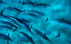 Hawaiian spinner dolphins, United States, the blue sea wallpaper thumb