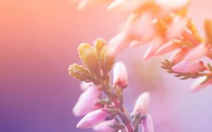 Flower buds, blur background wallpaper thumb