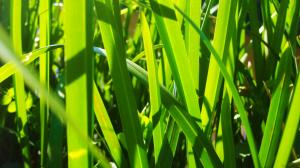 Grass Macro Green HD wallpaper thumb