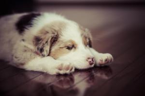 puppy, dog, sleep, spotted wallpaper thumb