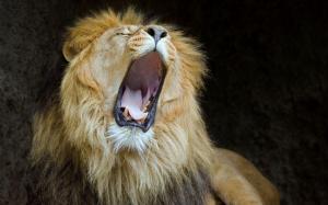 Lions Mouth Predator Lion Desktop Photo wallpaper thumb