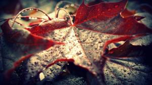 Leaves Autumn Water Drops Macro HD wallpaper thumb