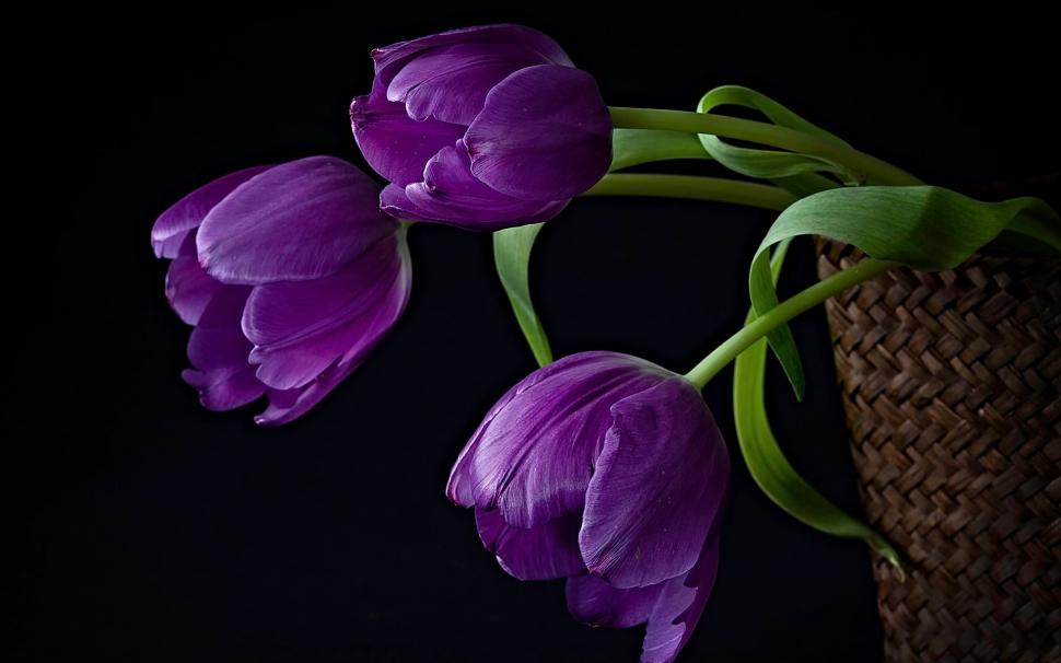 Purple Tulips wallpaper,pics HD wallpaper,flower HD wallpaper,nature HD wallpaper,background HD wallpaper,1920x1200 wallpaper