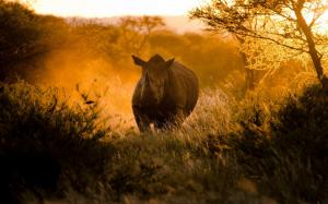 African, sunset, sunlight, rhinoceros wallpaper thumb