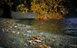 Grass Pond Macro Leaves HD wallpaper thumb