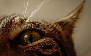 Cat Macro Eye HD wallpaper thumb
