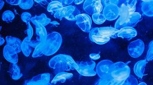 Jellyfish Underwater Blue HD wallpaper thumb