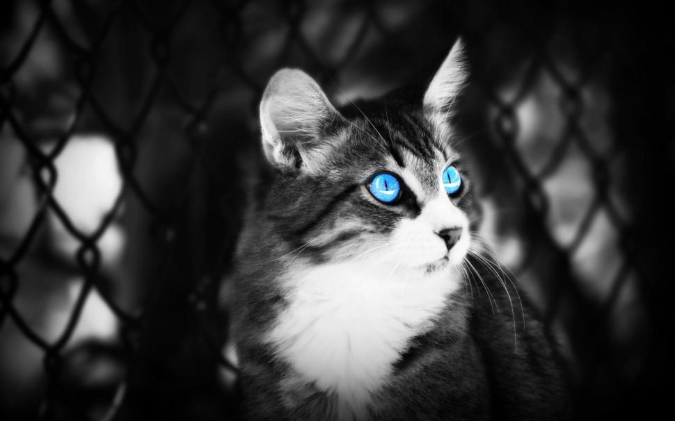 Cat With Blue Eye$ wallpaper,blue eye HD wallpaper,black and white HD wallpaper,animal HD wallpaper,animals HD wallpaper,2560x1600 wallpaper