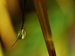Green Nature Wall Leaves Grass Water Droplets Macro Flora Floral High Quality wallpaper thumb