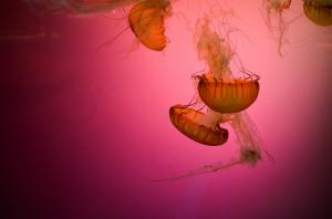 Animals, Underwater, Jellyfish wallpaper thumb