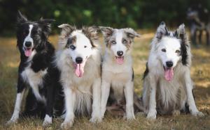 Four dogs, photography wallpaper thumb