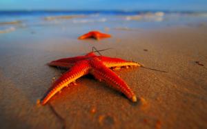 Evening beach starfish close-up wallpaper thumb