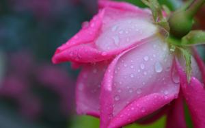 Rose macro photography, pink petals, water drops wallpaper thumb