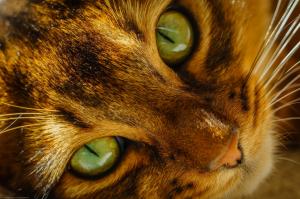 Cats Eyes Glance Snout Animals Free Desktop Background wallpaper thumb