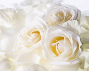 White Roses HD wallpaper thumb