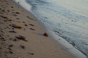 Sea, Sand, Beach, Plants wallpaper thumb
