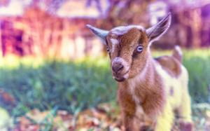 Cute Goat Baby wallpaper thumb