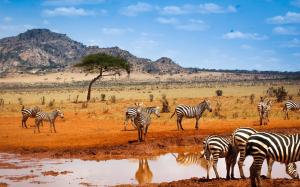 Kenya safari, zebras, water, blue sky wallpaper thumb