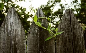 Fence Plant Wood HD wallpaper thumb