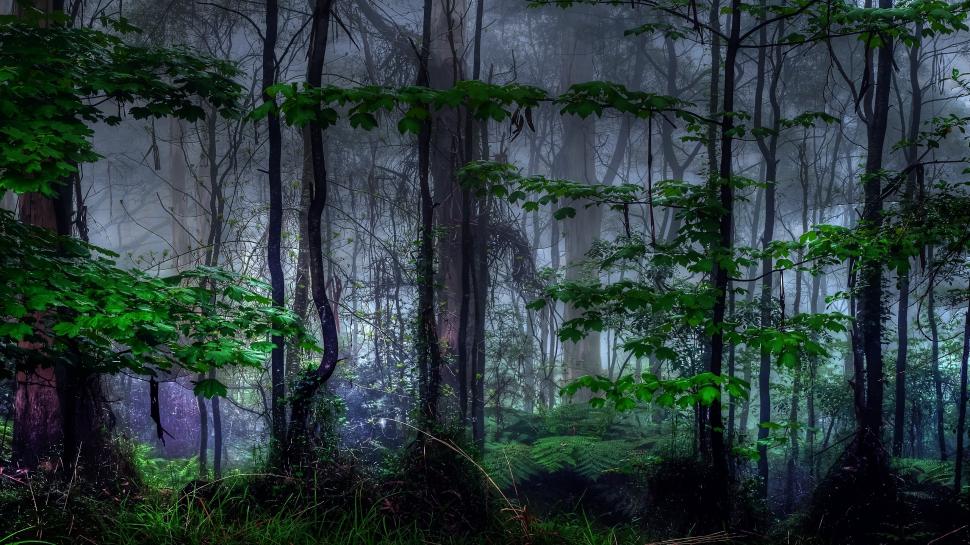 Trees Forest Jungle HD wallpaper,nature HD wallpaper,trees HD wallpaper,forest HD wallpaper,jungle HD wallpaper,2560x1440 wallpaper