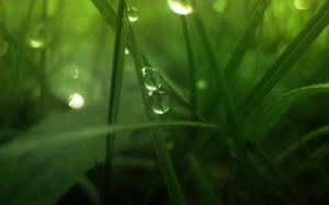Green Landscapes Nature Grass Water Drops Macro Desktop Backgrounds wallpaper thumb