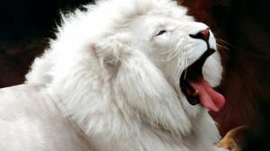 White Lion Animal HD wallpaper thumb