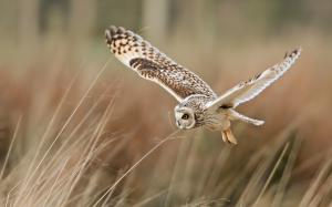 Bird close-up, owl flying, grass wallpaper thumb