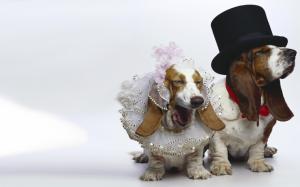 DOgs Just Married wallpaper thumb