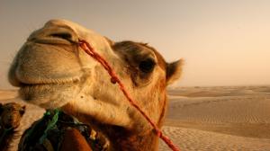 Camel in the desert wallpaper thumb