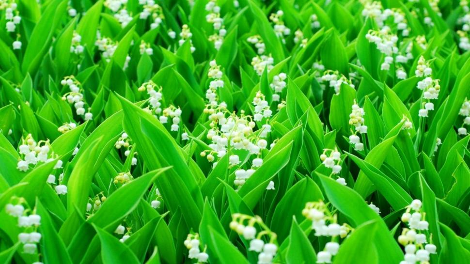 Lily of the Valley, white flowers, green leaves wallpaper,Lily HD wallpaper,Valley HD wallpaper,White HD wallpaper,Flowers HD wallpaper,Green HD wallpaper,Leaves HD wallpaper,1920x1080 wallpaper