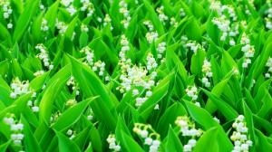 Lily of the Valley, white flowers, green leaves wallpaper thumb