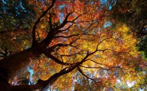 Trees Autumn Leaves HD wallpaper thumb