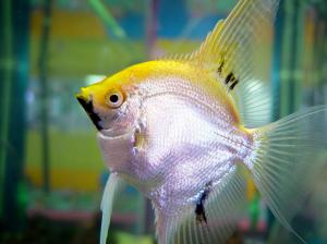 Yellow--silver-fish wallpaper thumb