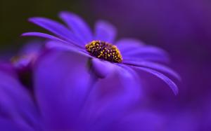 Blue flower close-up, petals, blurry wallpaper thumb