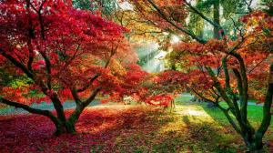 Trees, Forest, Sun Rays, Fall, Leaves, Red Leaves, Path wallpaper thumb