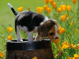 Animals, Flower, Small Dog, Grass, Sunshine wallpaper thumb