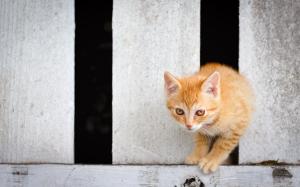 Yellow eyes kitten, through the fence wallpaper thumb