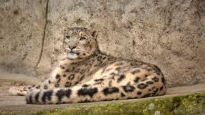 IRBIS, snow leopard wallpaper thumb