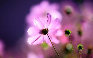 Pink cosmos flower, petals, macro, light wallpaper thumb
